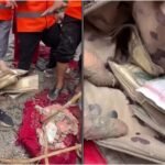 6a9d1f877eee3-nepal-flood-viral-video-060833956-16x9