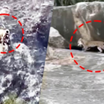6ac8c42356366-panther-padma-spotted-hunting-monkey-baby-in-jawais-black-hill--wildlife-lovers-amazed-093825694-16x9