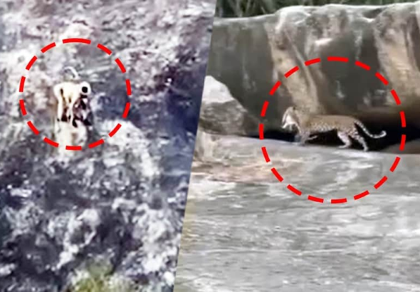 6ac8c42356366-panther-padma-spotted-hunting-monkey-baby-in-jawais-black-hill--wildlife-lovers-amazed-093825694-16x9