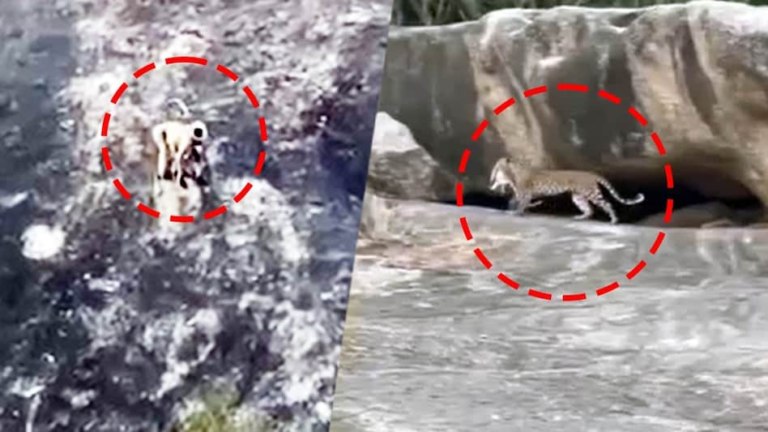 6ac8c42356366-panther-padma-spotted-hunting-monkey-baby-in-jawais-black-hill--wildlife-lovers-amazed-093825694-16x9
