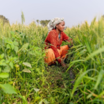 6acdccb54af16-uttar-pradesh-paddy-procurement-2026-27-131620148-16x9