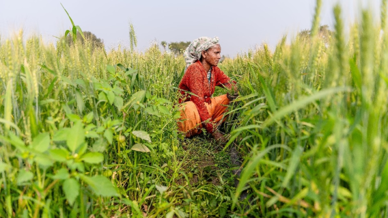 6acdccb54af16-uttar-pradesh-paddy-procurement-2026-27-131620148-16x9