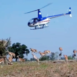 6ad36454edd6c-blackbuck-rescue-170435935-16x9