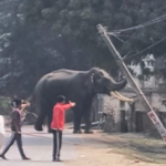 6ad61aa9a6665-elephant-192704616-16x9 (1)