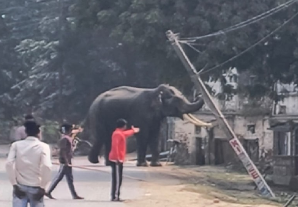 6ad61aa9a6665-elephant-192704616-16x9 (1)