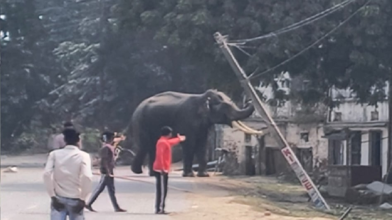 6ad61aa9a6665-elephant-192704616-16x9 (1)