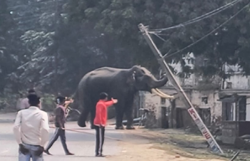 6ad61aa9a6665-elephant-192704616-16x9 (1)