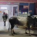 6ad9f76888b40-hospital-emergency-ward-sees-panic-as-two-stray-bulls-roam-freely-among-patients-and-staff-22454345-16x9
