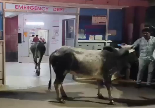 6ad9f76888b40-hospital-emergency-ward-sees-panic-as-two-stray-bulls-roam-freely-among-patients-and-staff-22454345-16x9