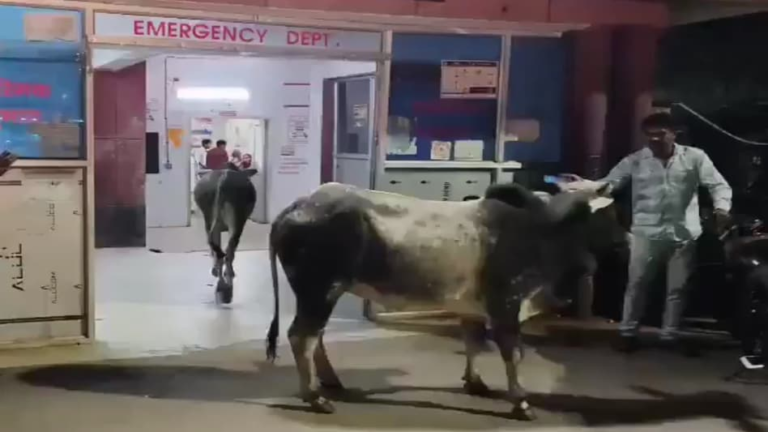 6ad9f76888b40-hospital-emergency-ward-sees-panic-as-two-stray-bulls-roam-freely-among-patients-and-staff-22454345-16x9