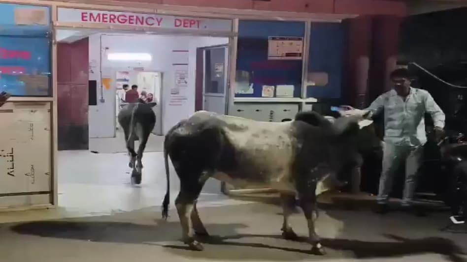 6ad9f76888b40-hospital-emergency-ward-sees-panic-as-two-stray-bulls-roam-freely-among-patients-and-staff-22454345-16x9